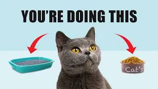 5 САМЫХ БОЛЬШИХ ОШИБОК, КОТОРЫЕ СОВЕРШАЮТ ВЛАДЕЛЬЦЫ КОШЕК ❤️🐱