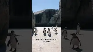Why do some animals migrate?