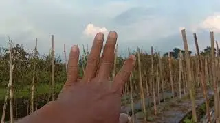 Sawah di desa dan generasi sekarang  ..