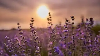 Relaxing music that heals stress, anxiety and depressive conditions, heals the mind