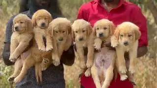 अगर ओरिजनल डॉग चाहिए तो ले जाइए मेरे पास से, मैं मिक्स डॉग नहीं देता। #dogbreed #puppy 