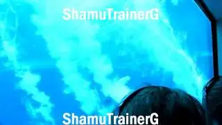 Tilikum~Underwater Viewing .::.For BelieveLover.::.