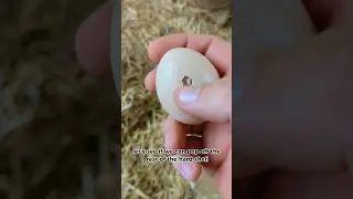 Why Was This Chicken Egg Like This? #chickenegg