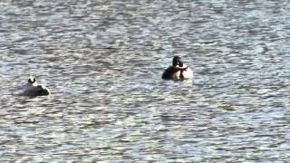 bielaczek samiec Awifauna Doliny Krzny