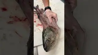 Why do People HATE this Fish?