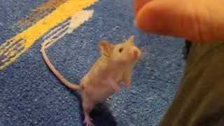 Teaching a Timid Mouse How to SPIN: Part 3 -- Triad's ACE Spin