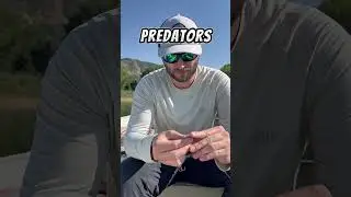 Catching EVERY Fish In Idaho Part 1: Largemouth Bass #fishing #largemouthbass #idaho