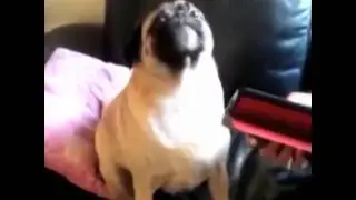 Help I need somebody - pug vine