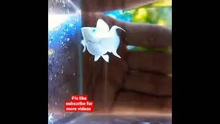 balloon molly fish full milk colour  fish full loaded molly #fish #trending #mollyfish #aquarium