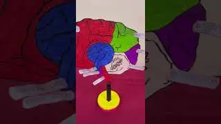 Brain model for school,science day project#friendship,pascal#viral#like#subscribe#nature#learning