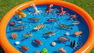 Deep Sea Creatures for Kids: Gigantism, Colossal Squid & Gulper Eel | Toddlers Learning Video