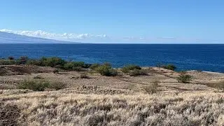 Brief live whale watch Kohala coast