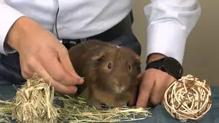 How To Keep Your Rabbit or Guinea Pig&rsquo;s Teeth Healthy