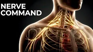 Brachial Plexus Anatomy in 3D&ndash; Roots, Trunks, Divisions, Cords & Branches🗿❤️ #Anatomy3D #MedStudents