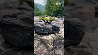 Finding the most beautiful bonsai material in the wild #bonsai #bonsaitree #wild #nature