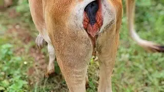 Cow 🐄 And Buffalo 🐃 || #villagebuffalo #animalclips #buffalobusiness #viralvideo #trending #animals