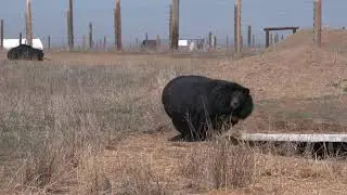 Asiatic Black Bear 