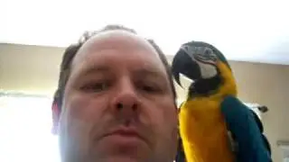 MICHAEL THE MACAW SITTING ON MY SHOULDER