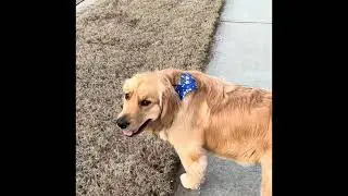 Golden Retriever Leads the Walk and Judges Dad&rsquo;s Pace 😂