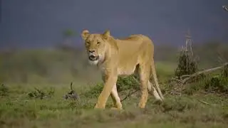Lioness Walking With Cubs Free Stock Video