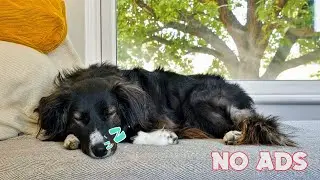 Relaxing music for dogs 🔇 Stop Excessive Barking 🐕 Instant Calm | No Ads