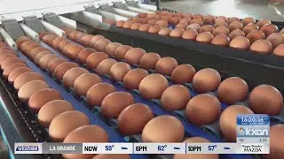 Cal-Maine Foods settles Texas lawsuit with 2M+ egg donation
