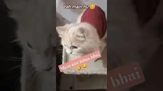 Main aur totaa bhai 🤣😂 #shortsfeed #shorts #cat