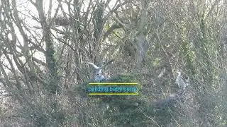 life as a grey heron during mating season (domestic at the end!)#explore #nature #uk #wildlife