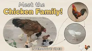 Meet the Chicken Family! (An InteractiveAdventure) #InteractiveVideo #ChickenFamily #Chicks #Rooster