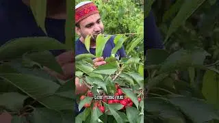 How to Pick Cherries 🍒 | Cherry Harvest