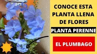 PLUMBAGO AZUL / ARBUSTO PERENNE #182
