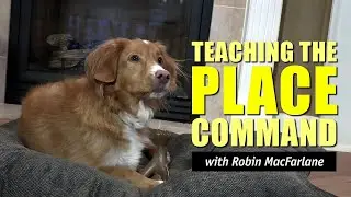 Teach Your Dog the PLACE Command