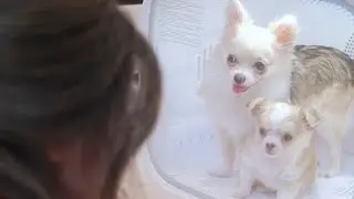 Спа-день Barley & Bayleaf 🛁🫧 Первое купание Bayleaf! 🐶🤍 ПОЛНОЕ ВИДЕО
