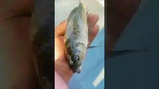 ✅🐠Fishing in River &ndash; Big Surprise Catch🐠