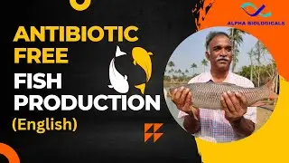Accomplishing Antibiotic Free Fish Production