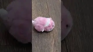 Hamster Mania