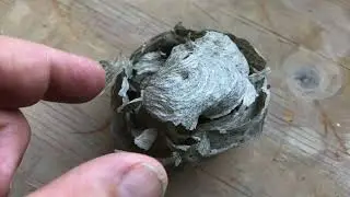 Het begin van een wespennest