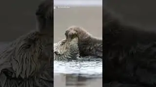 Mothers love #wildlife #family #love #epic #mustsee #trending #viralvideo #adventure #animals #austr