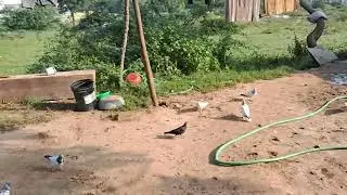  Aaj Humne kabutar ke bacche aur Ande check kiya hai