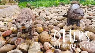 Otters: Are they suitable pets? 🐾📱|Beale Wildlife Park