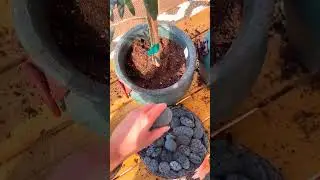 Grow your own #olivetree with this #diy #plantlovers guide