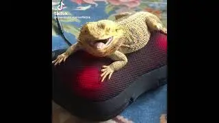 Bearded dragon relaxing