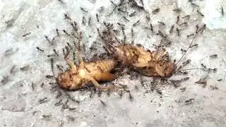 Perjuangan Koloni Semut Semut Semut Kecil Membawa Makanan Yang Sanga Besar
