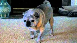 Old pug barking