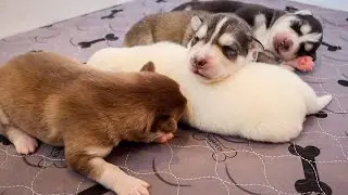 7 DAY OLD HUSKY PUPPIES!!