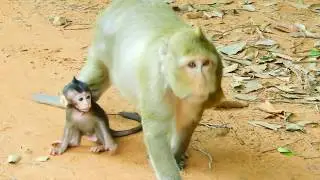 Mommy Brinn Monkey all way teaching her Baby Brittany Walking follow Mom to find the food