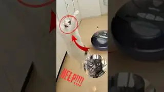 Cats vs Vacuum Cleaner: The Most Hilarious Reactions Ranked 😹🌀 | You&rsquo;ll Lose It at #3! #shorts