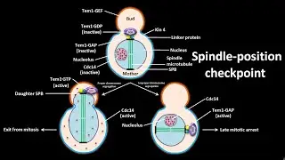 Spindle position check point