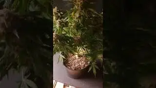PURPLE THAI AUTOFLOWERS FROM ETHOS