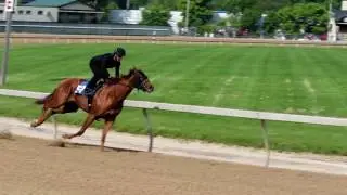 Hip #571 Chestnut Colt by Flashstorm Sale Breeze and Gallop Out